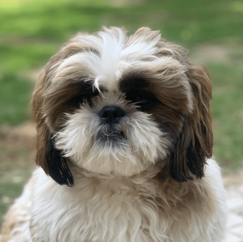 Dollar the Shih-Tzu